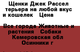 Щенки Джек Рассел терьера на любой вкус и кошелек › Цена ­ 13 000 - Все города Животные и растения » Собаки   . Кемеровская обл.,Осинники г.